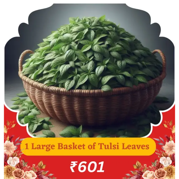 Offer 1 Large Basket Tulsi Leaves